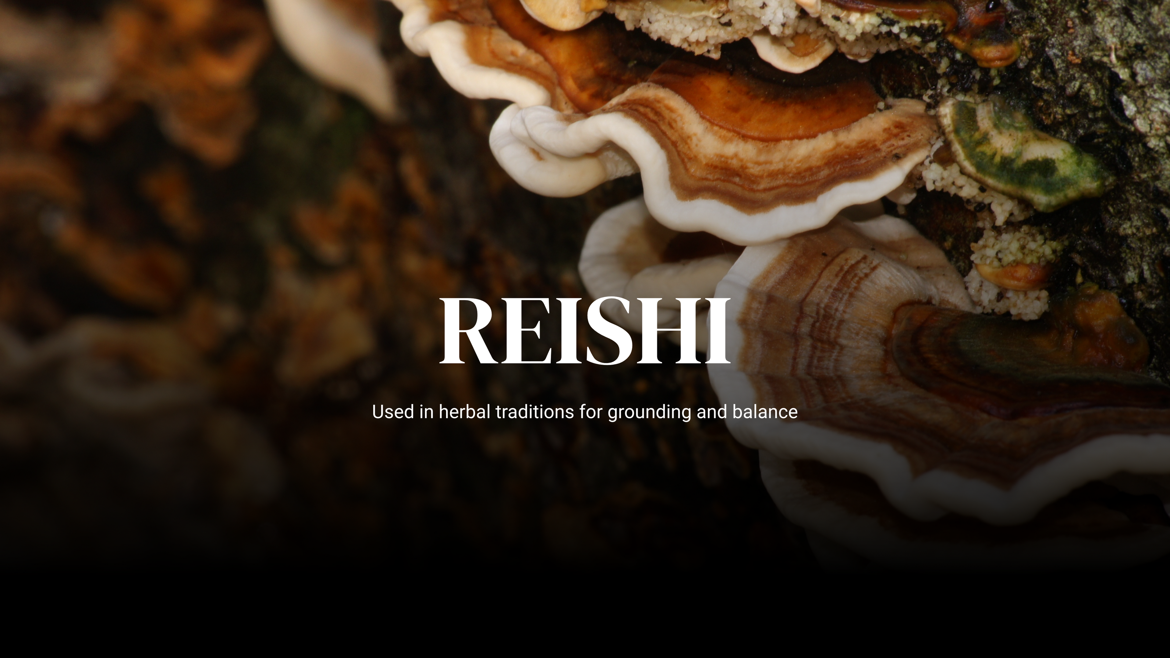 Close-up of reishi mushrooms with text about their uses in herbal traditions.
