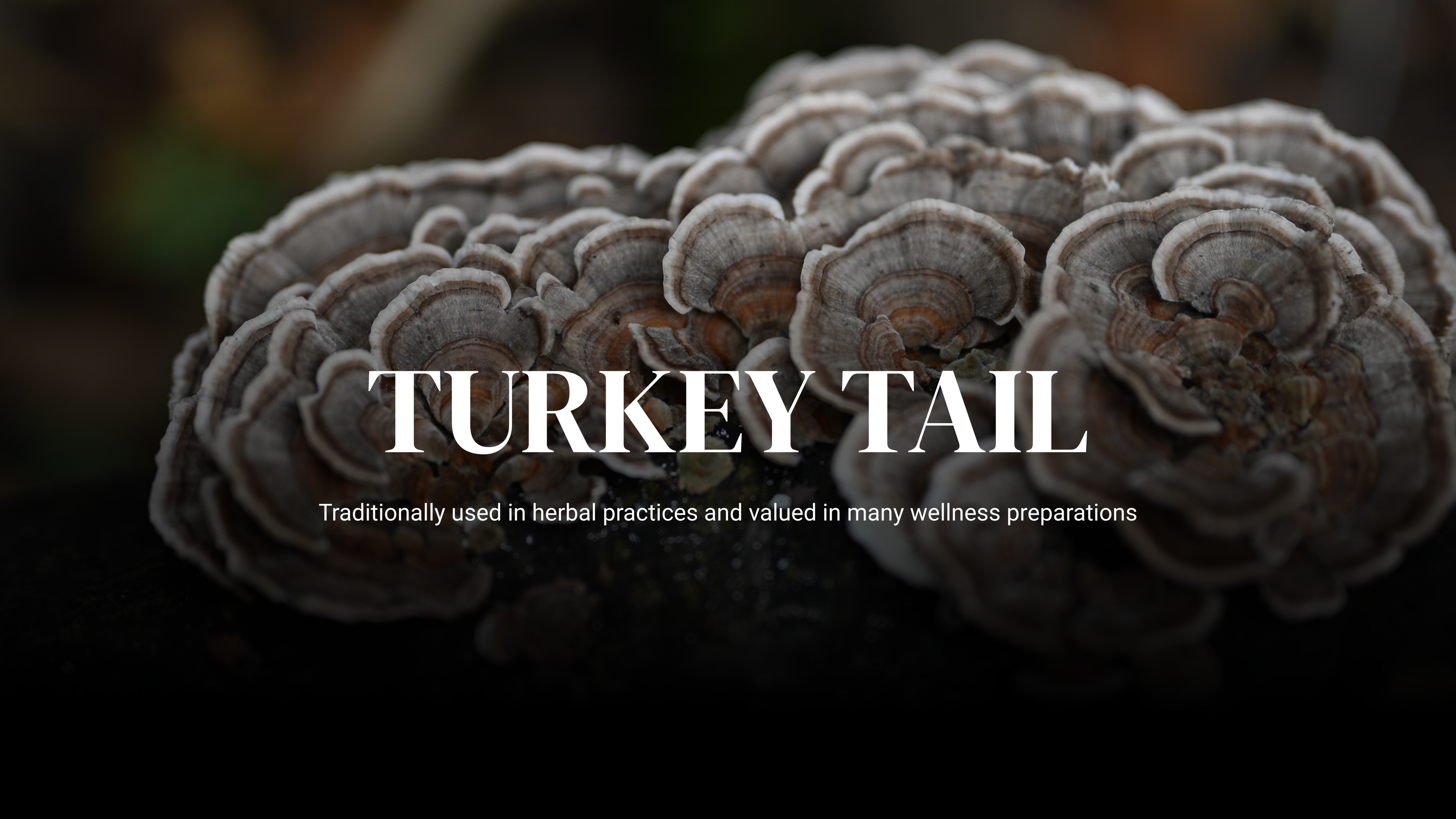 Close-up of turkey tail mushrooms with text about their traditional use in herbal practices.
