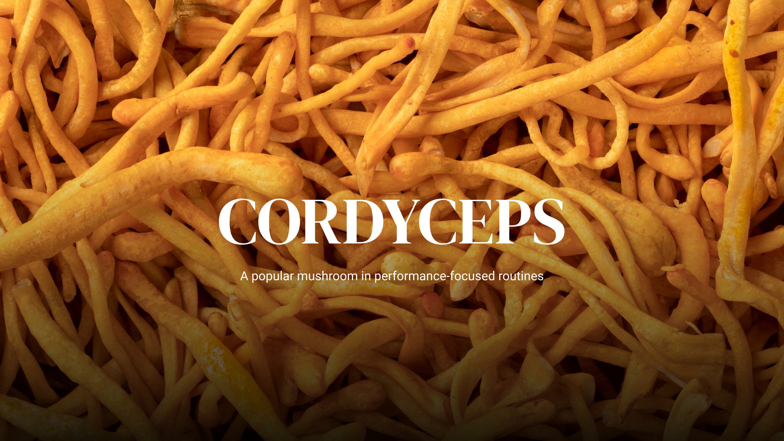 Close-up of dried cordyceps mushrooms with text overlay on a dark background